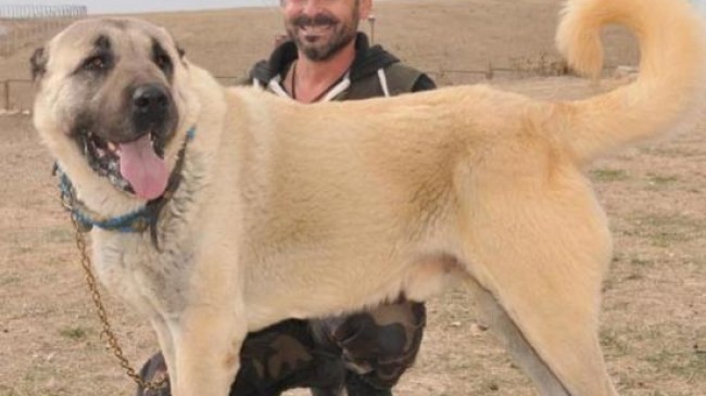 Bu Kangal Köpeği 72 Bin liraya satıldı
